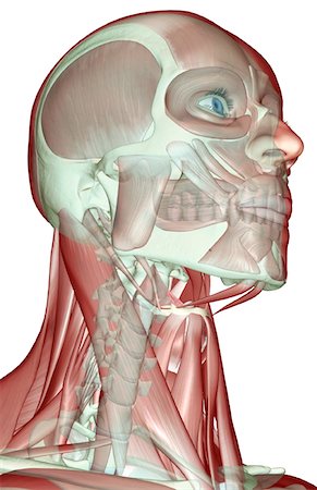 stylohyoid - The musculoskeleton of the head and neck Stock Photo - Premium Royalty-Free, Code: 671-02092326