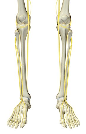 foot skeleton image - The nerves of the leg Stock Photo - Premium Royalty-Free, Code: 671-02092347