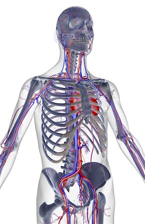 simsearch:671-02097409,k - The blood supply of the upper body Foto de stock - Sin royalties Premium, Código: 671-02092348