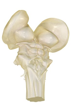 simsearch:671-02096698,k - The brainstem Stock Photo - Premium Royalty-Free, Code: 671-02092358