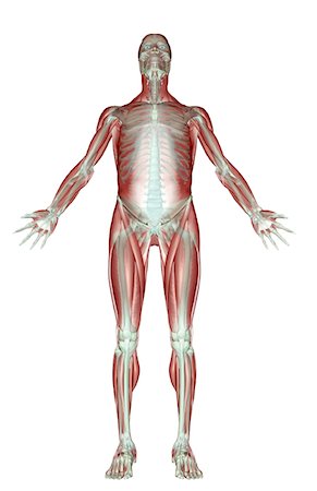 Le système musculo-squelettique Photographie de stock - Premium Libres de Droits, Code: 671-02092351