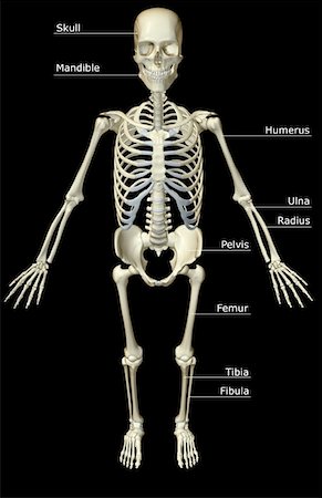 skeleton with black background - Le système squelettique Photographie de stock - Premium Libres de Droits, Code: 671-02092364