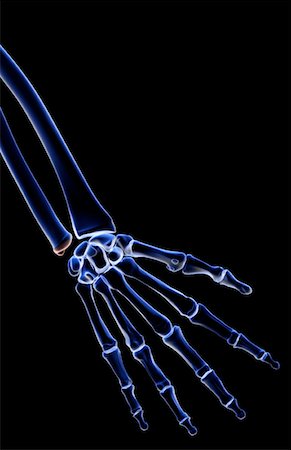The bones of the hand Foto de stock - Sin royalties Premium, Código: 671-02092386