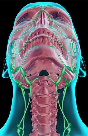 skeleton neck - The lymph supply of the neck Foto de stock - Sin royalties Premium, Código: 671-02092401