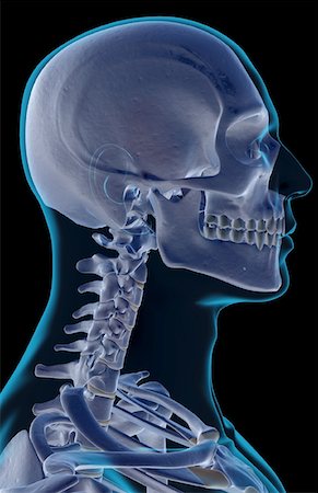 simsearch:671-02098620,k - The bones of the head, neck and face Fotografie stock - Premium Royalty-Free, Codice: 671-02092426