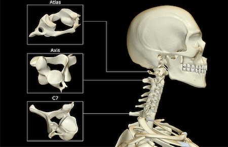 skull anatomy - The bones of the head and neck Stock Photo - Premium Royalty-Free, Code: 671-02092439