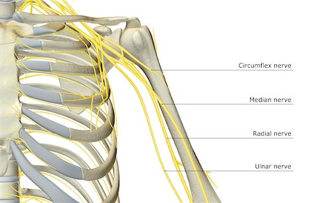 front of shoulder nerve anatomy - The nerves of the shoulder Stock Photo - Premium Royalty-Free, Code: 671-02092440