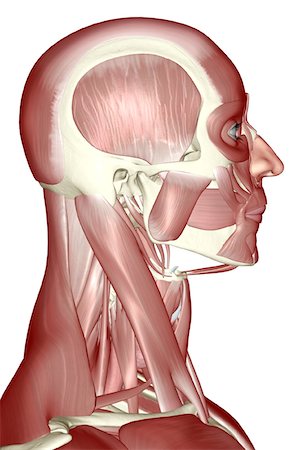 skeleton neck - The muscles of the head, neck and face Foto de stock - Sin royalties Premium, Código: 671-02092456
