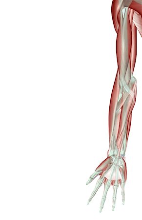 simsearch:671-02098580,k - Upper limb musculoskeleton Foto de stock - Royalty Free Premium, Número: 671-02092450