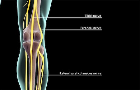 système nerveux - L'innervation du genou Photographie de stock - Premium Libres de Droits, Code: 671-02092469