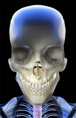 simsearch:671-02094214,k - The bones of the head and face Foto de stock - Sin royalties Premium, Código: 671-02092463