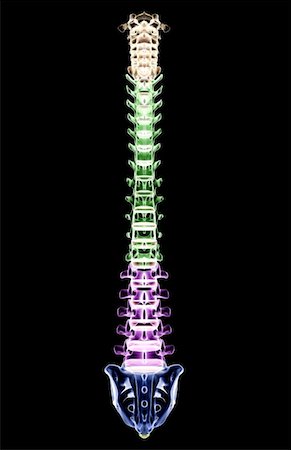 spine anatomy back view - The vertebral column Stock Photo - Premium Royalty-Free, Code: 671-02092477