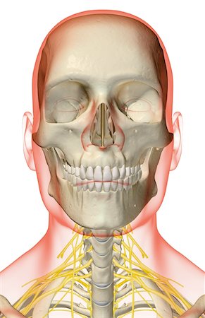 simsearch:671-02098304,k - The nerves of the neck Stock Photo - Premium Royalty-Free, Code: 671-02092470