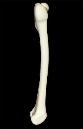 The femur Stock Photo - Premium Royalty-Free, Code: 671-02092485