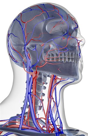 simsearch:671-02096554,k - The blood supply of the head and neck Fotografie stock - Premium Royalty-Free, Codice: 671-02092489