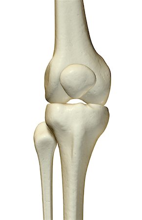 The bones of the knee Foto de stock - Sin royalties Premium, Código: 671-02092483