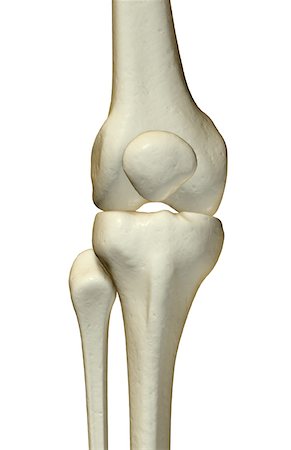 The bones of the knee Foto de stock - Royalty Free Premium, Número: 671-02092483