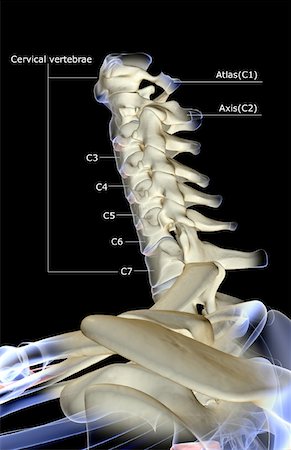 simsearch:671-02098620,k - The bones of the neck Fotografie stock - Premium Royalty-Free, Codice: 671-02092505