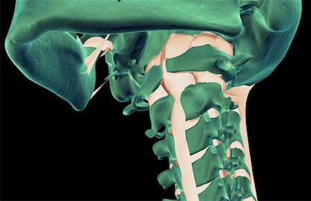 skeleton close up of neck - The ligaments of the neck Stock Photo - Premium Royalty-Free, Code: 671-02092508