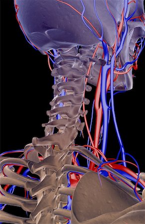 The blood supply of the neck Foto de stock - Sin royalties Premium, Código: 671-02092503