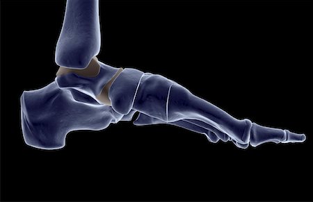foot skeleton image - The bones of the foot Stock Photo - Premium Royalty-Free, Code: 671-02092522