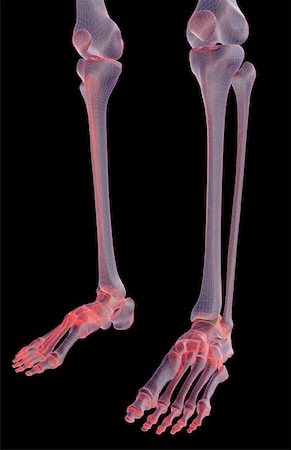 simsearch:671-02097719,k - The bones of the leg Foto de stock - Sin royalties Premium, Código: 671-02092530