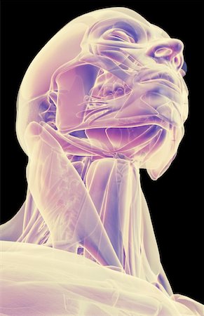 stylohyoid - The muscles of the head and neck Stock Photo - Premium Royalty-Free, Code: 671-02092540