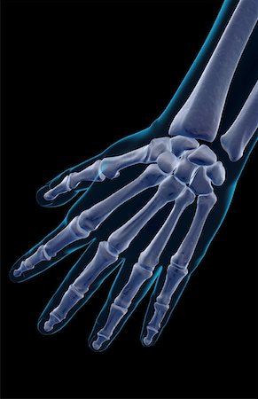 The bones of the hand Stock Photo - Premium Royalty-Free, Code: 671-02092556