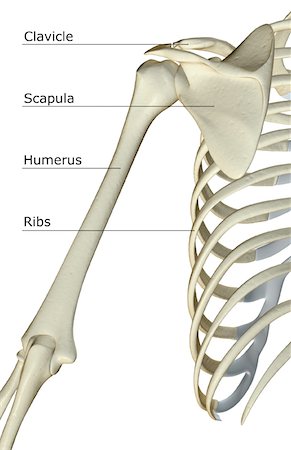 shoulder illustration - The bones of the shoulder Stock Photo - Premium Royalty-Free, Code: 671-02092562