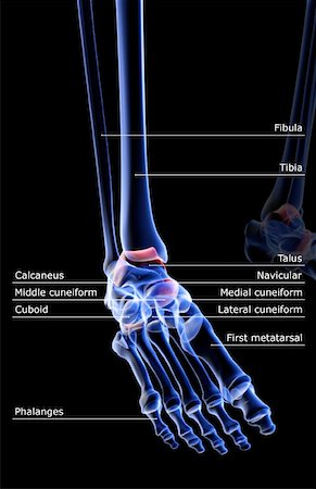 simsearch:671-02095525,k - The bones of the foot Stock Photo - Premium Royalty-Free, Code: 671-02092578