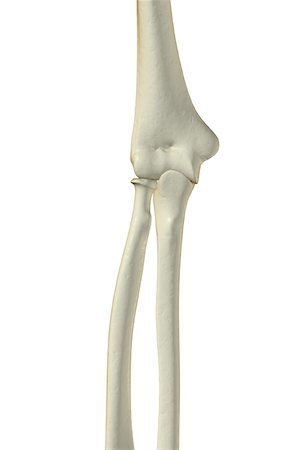 skeleton - The bones of the elbow Stock Photo - Premium Royalty-Free, Code: 671-02092573