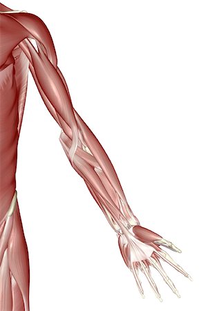 simsearch:671-02098580,k - The muscles of the upper limb Foto de stock - Royalty Free Premium, Número: 671-02092582