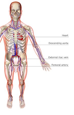 simsearch:671-02098380,k - The vascular system Fotografie stock - Premium Royalty-Free, Codice: 671-02092593