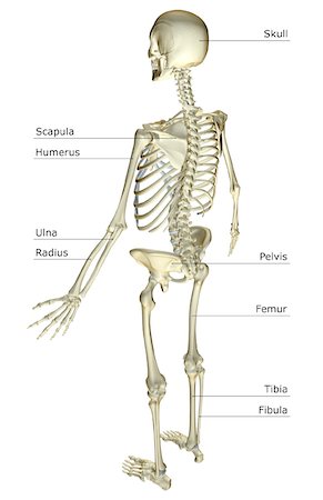 skeleton profile - Le système squelettique Photographie de stock - Premium Libres de Droits, Code: 671-02092604