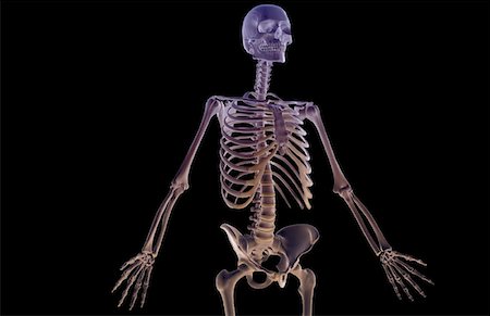 simsearch:671-02095632,k - The bones of the upper body Fotografie stock - Premium Royalty-Free, Codice: 671-02092623