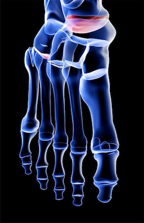 foot skeleton image - The bones of the foot Stock Photo - Premium Royalty-Free, Code: 671-02092634