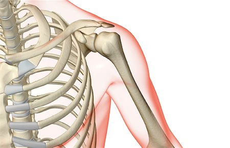 shoulder illustration - The bones of the shoulder Stock Photo - Premium Royalty-Free, Code: 671-02092630