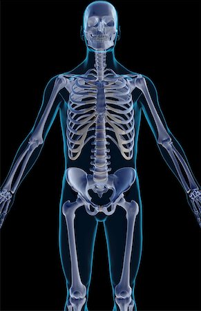 simsearch:671-02095632,k - The bones of the upper body Fotografie stock - Premium Royalty-Free, Codice: 671-02092632