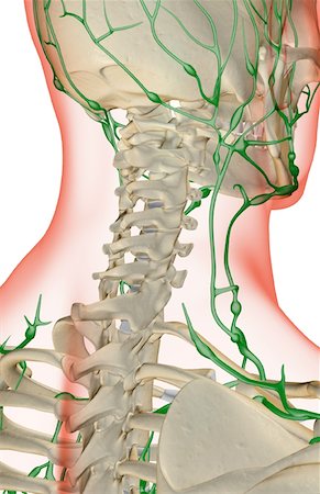 skeleton neck - The lymph supply of the neck Foto de stock - Sin royalties Premium, Código: 671-02092645