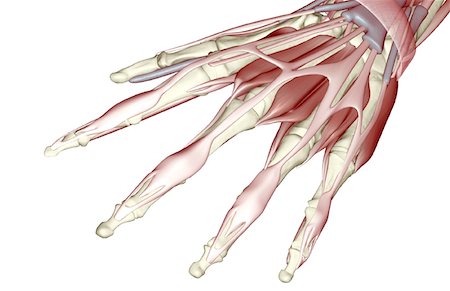 skeleton hand - The muscles of the hand Stock Photo - Premium Royalty-Free, Code: 671-02092653
