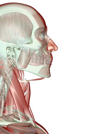 stylohyoid - The musculoskeleton of the head and neck Stock Photo - Premium Royalty-Free, Code: 671-02092664