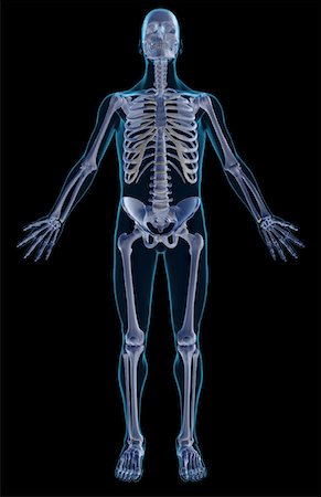 skeleton with black background - Le système squelettique Photographie de stock - Premium Libres de Droits, Code: 671-02092667