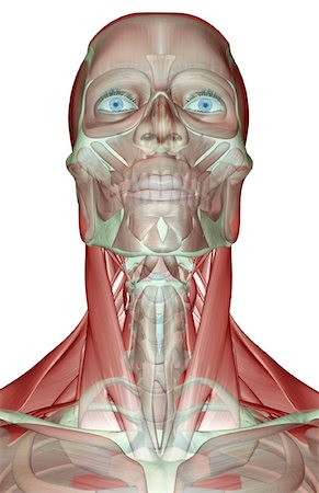 The musculoskeleton of the head, neck and face Stock Photo - Premium Royalty-Free, Code: 671-02092661