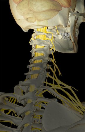 simsearch:671-02098304,k - The nerve supply of the neck Stock Photo - Premium Royalty-Free, Code: 671-02092662