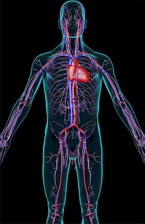 simsearch:671-02097409,k - The blood supply of the upper body Foto de stock - Sin royalties Premium, Código: 671-02092663