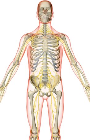 simsearch:671-02092292,k - The nerves of the upper body Stock Photo - Premium Royalty-Free, Code: 671-02092676