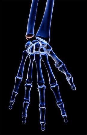 The bones of the hand Stock Photo - Premium Royalty-Free, Code: 671-02092677