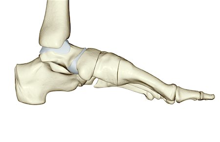 simsearch:671-02093078,k - The bones of the foot Stock Photo - Premium Royalty-Free, Code: 671-02092686