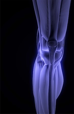 Les muscles du genou Photographie de stock - Premium Libres de Droits, Code: 671-02092697