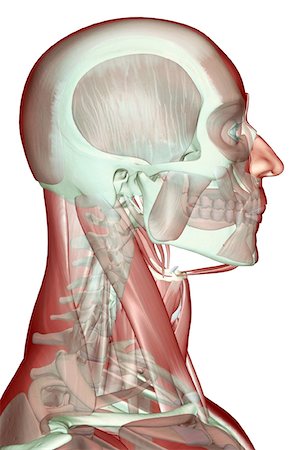 The musculoskeleton of the head, neck and face Stock Photo - Premium Royalty-Free, Code: 671-02092690